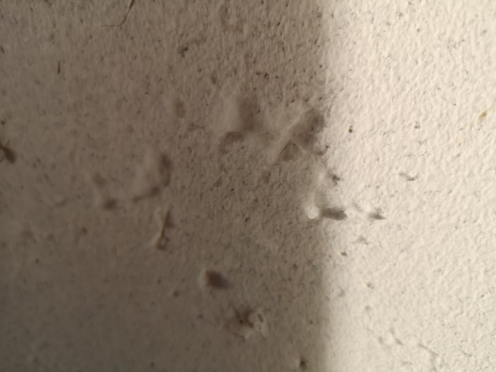 Mögelfläckar på en vit gipsväggsyta i ett garage, synlig på vintern med ökad fuktighet.