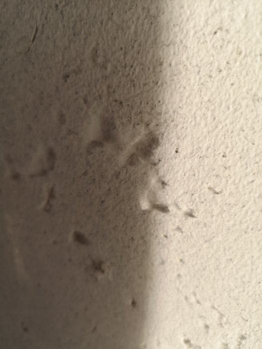 En närbild på en vit gipsvägg med fläckar av möjligt mögel eller ludder som syns på ytan.