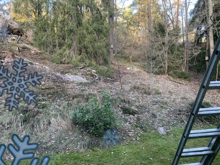 Trädgård utan snö med träd och buskar sett från ett fönster, snöflingor på glaset antyder saknad av vinter.