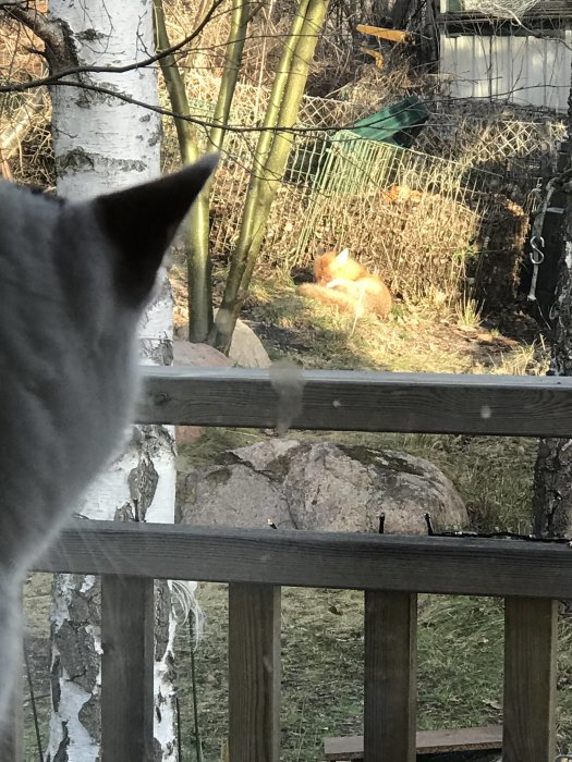 Katt tittar genom fönstret på en solande räv i en trädgård med buskar och staket.