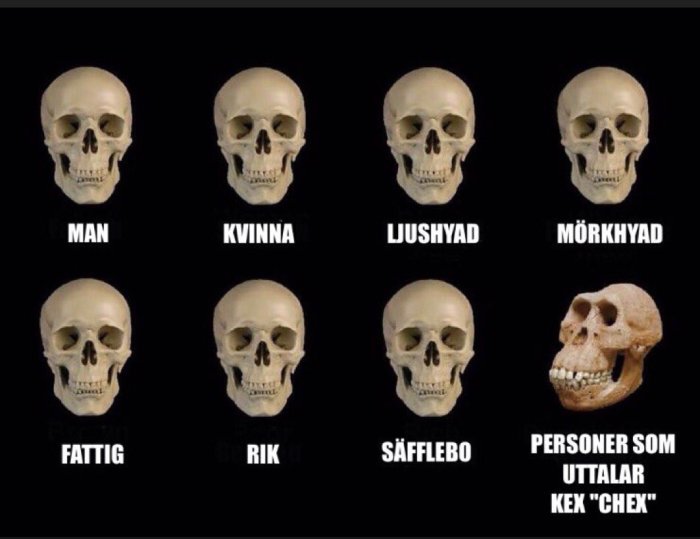 Åtta mänskliga skallar med text som jämför sociala och fysiska kategorier men ingen skillnad i skallarna.