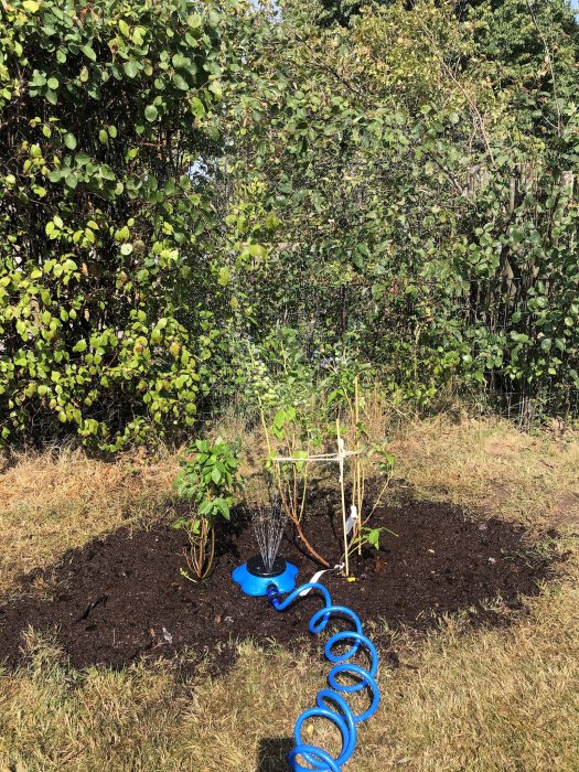Trädgård med nyplanterade plantor och en blå vattenslang, i bakgrunden hög häckväxt som ska tas bort.