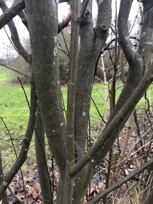 Närbild av flerstammig häckväxt med gråbrun bark, möjligtvis en bokvariant, utan löv.