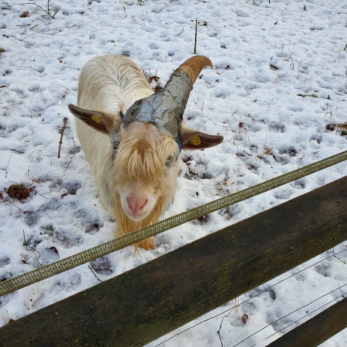 En vit get med stora horn tittar in i kameran bakom ett trästaket på en snötäckt mark.