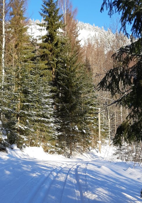 Vinterlandskap med skidspår snett genom bilden, omgivet av snötäckta träd och blå himmel.