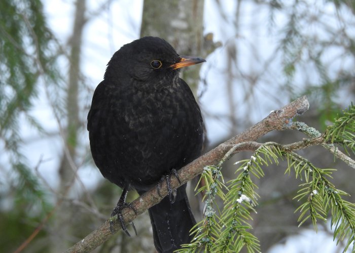 En koltrast sitter på en gren med snötäckta barr i bakgrunden.