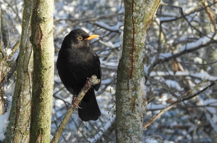 En koltrast sitter på en gren i ett vinterskoglandskap med snöklädda grenar i bakgrunden.