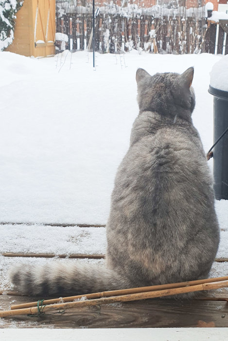 Katt sett bakifrån som sitter på en snöig veranda och blickar ut över en vintrig trädgård.