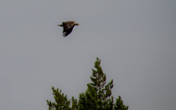 Större fågel i flykt över trädtoppar mot en grå himmel.