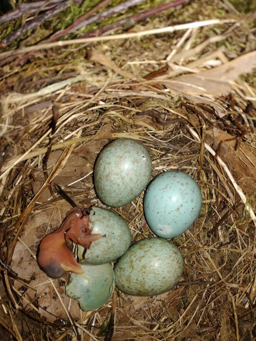 Fyra koltrastägg med blågrön färg och bruna fläckar i ett bo av kvistar och gräs, ett ägg har kläckts.