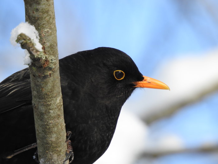 Närbild av en koltrast med svart fjäderdräkt och gul näbb, sittande på en gren med snö.