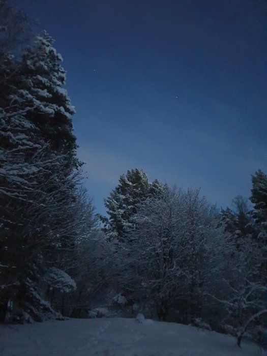 Vinterlandskap på kvällen med snötäckta träd och en klarblå himmel.