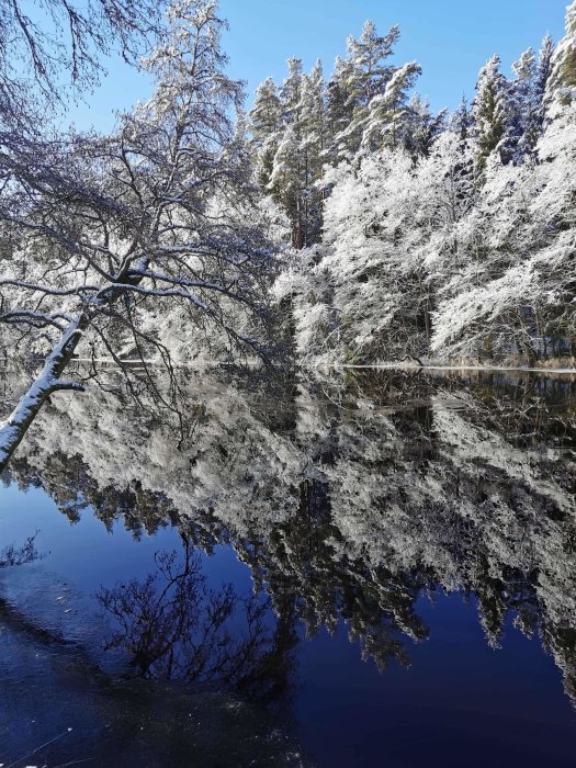 Snötäckta träd som speglas i en lugn skogssjö under en klarblå himmel.