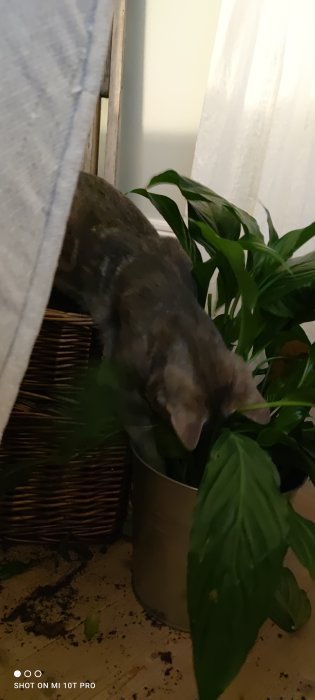 Katt gräver i krukväxt, övar på att plantera potatis.