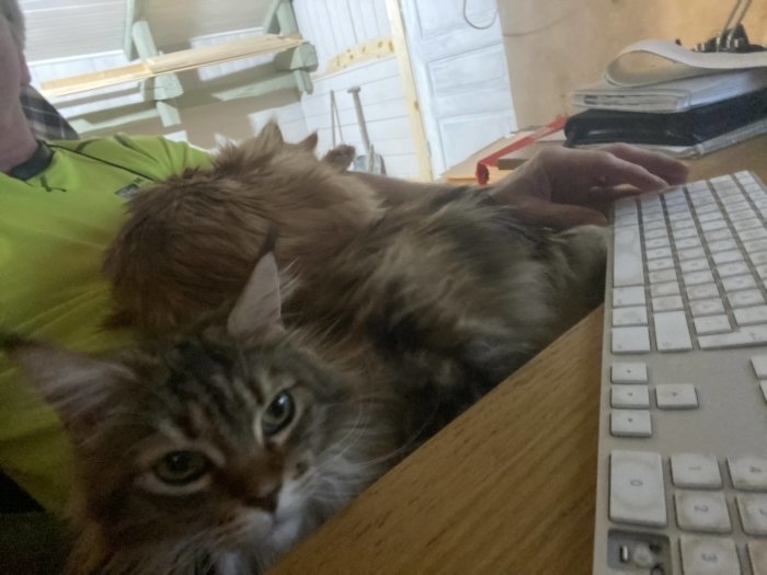 Katt ligger på en persons arm och tar upp utrymmet framför ett tangentbord på ett skrivbord.