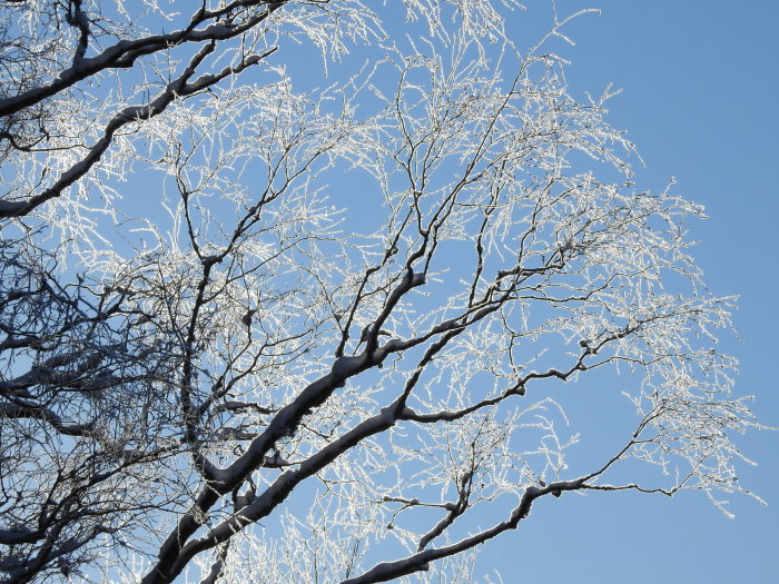 Trädgrenar täckta av snö mot en klarblå himmel.