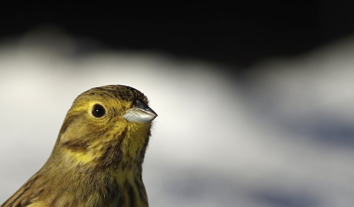 Närbild av en liten fågel med blicken mot kameran mot en suddig bakgrund av snö och skugga.