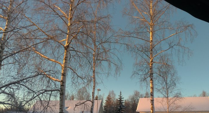 Soluppgång som lyser på björkstammar med snötäckta hustak och grenar mot blå himmel.