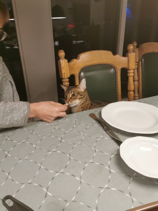 Katt sitter vid dukat bord som om den är redo för en måltid, ser på en person vid bordet.