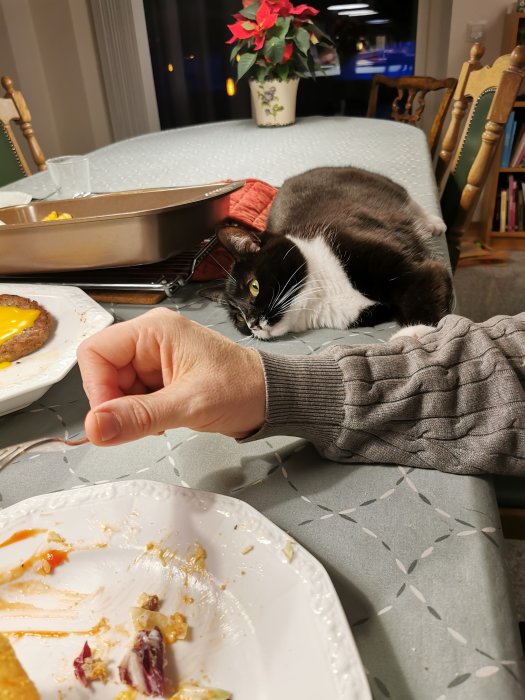 En katt vid ett köksbord bredvid en tom tallrik och en person som sitter.