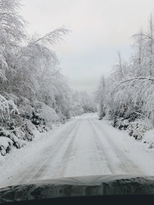 Snötäckt väg omgiven av träd med snö, sett från bilens front genom vindrutan.