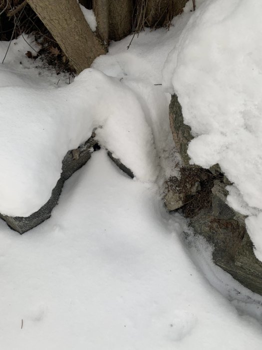 Svårtolkade djurspår i snön vid sten och trädstam.