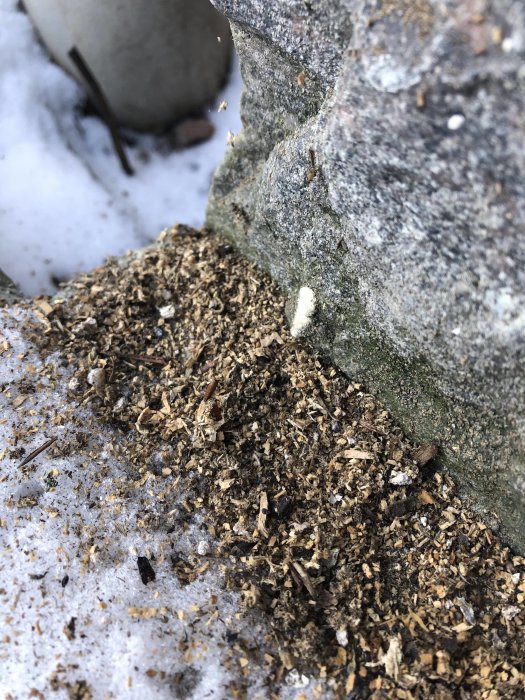 Murken träbräda med vattenskador och spån, tecken på insektsaktivitet.