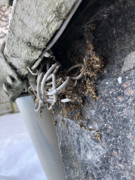 Murken träbräda med vattenskador och spillning, antyder skadedjur under lövsil vid husfasad.