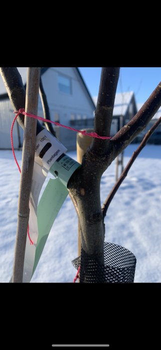 Ungt äppelträd med flera skott och etiketter bundna med rosa snöre, otydligt vilket är toppskott.