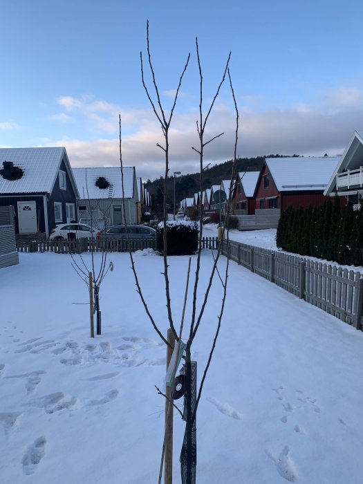 Ett träd med synlig ympvax på grenarna, omgiven av snö med hus och staket i bakgrunden.