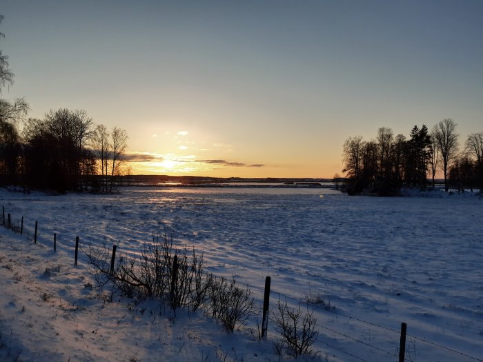 Vintersolnedgång över ett snötäckt landskap med träd och ett staket.