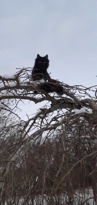 Svart katt som sitter på en gren i ett snöklädd träd med grå himmel i bakgrunden.