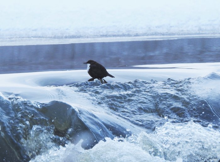 En fågel som står på en sten i en strömmande flod med isiga bakgrunder.