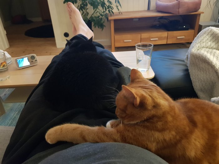 Två katter som ligger på en persons ben, en soffa och vardagsrumsmöbler i bakgrunden.