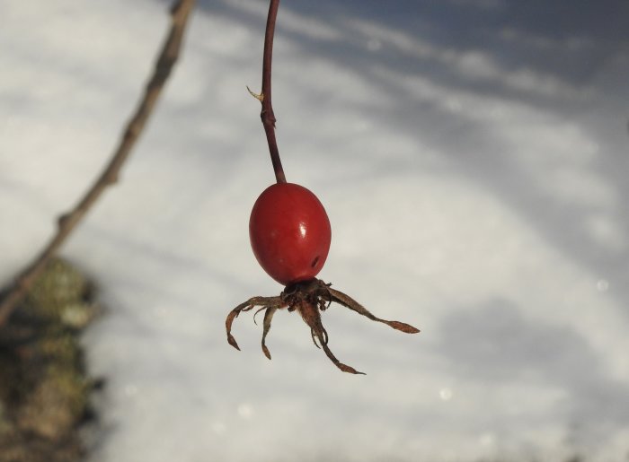 Röd nyponfrukt med rötter som påminner om en tumlande figur mot snötäckt bakgrund.