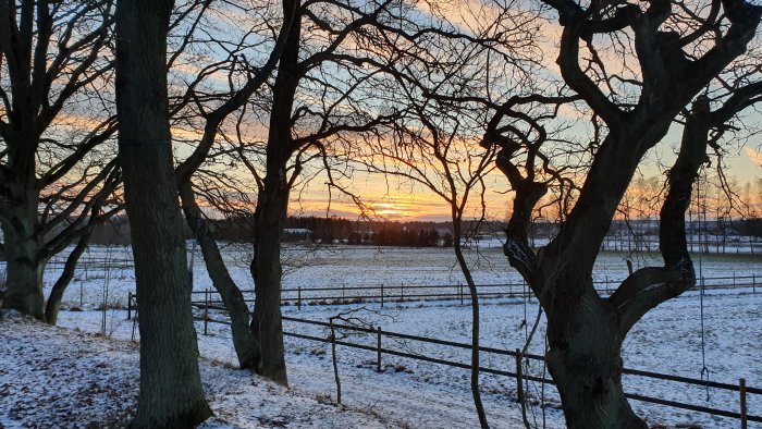 Solnedgång silhuetterande nakna träd mot en vinterhimmel med snöklädda fält.