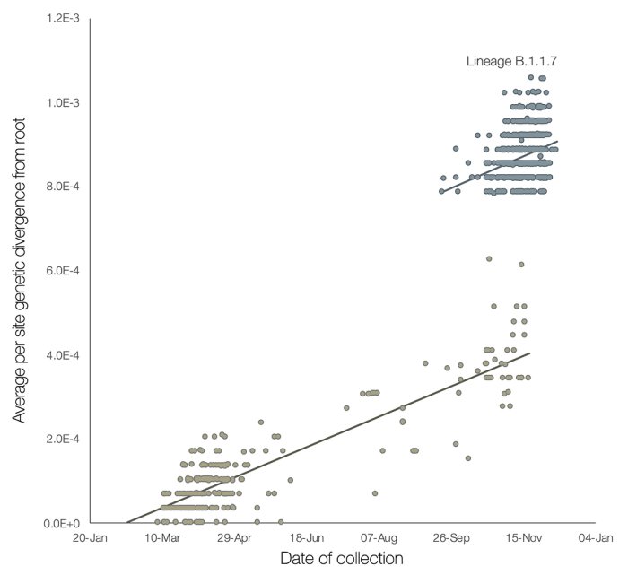 Scatterplot som visar genetisk diversitet över tid för SARS-CoV-2 linje B.1.1.7.