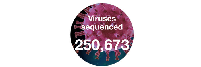 Infografik som visar antalet sekvenserade virus, 250 673, med framträdande spikeproteiner.