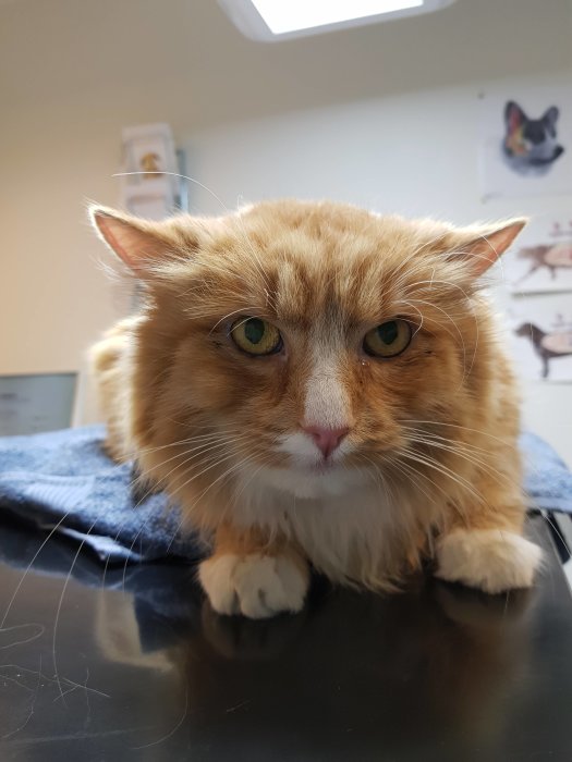 Rödbrun katt med missnöjt uttryck sitter på ett bord hos veterinären.