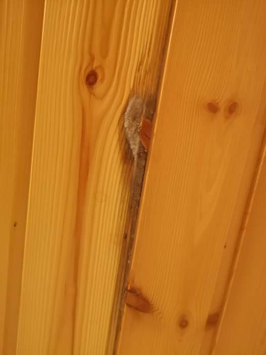 Mögelskador på träpanel i taket, synligt mellan brädorna.