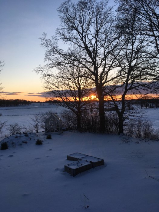 Vy från dörröppning över snötäckt trädgård vid solnedgång med träd och växthus.