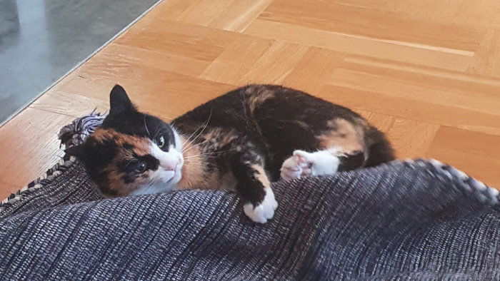 Tricolor katt ligger på en nyligen tvättad grå matta på ett trägolv.