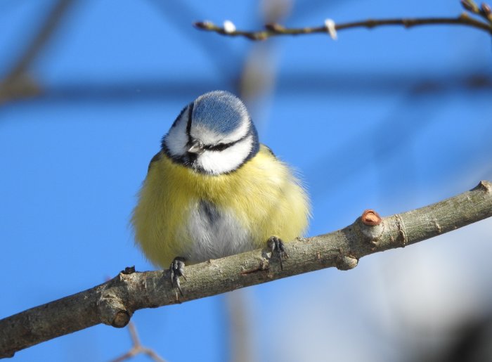 En fluffig blåmes sitter på en gren med en suddig blå bakgrund.