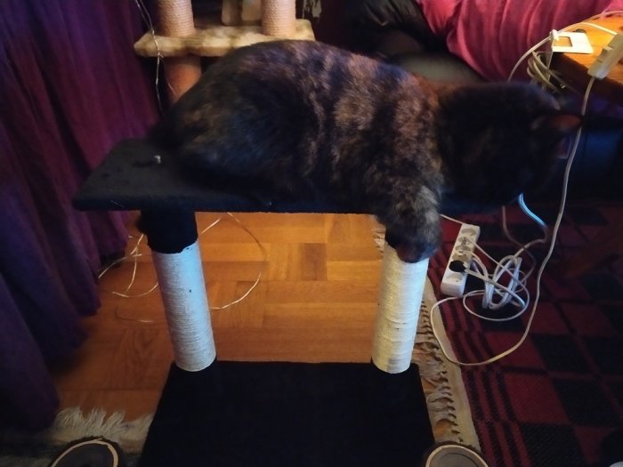 En tortie katt inspekterar en nybyggd kattställning och ser fundersam ut.