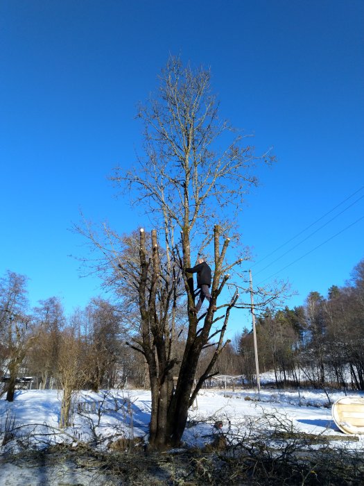 En person klättrar i en lönn med sågade grenar under en klarblå himmel på vintern.