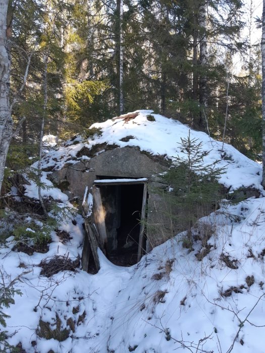 Jordkällare täckt av snö, inbäddad i skogen, med en gammal skadad dörr och växter ovanpå.