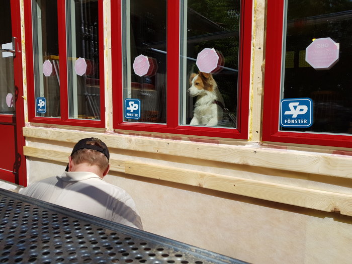 Person installerar nya röda fönster på ett hus med assistans av en hund som tittar ut.