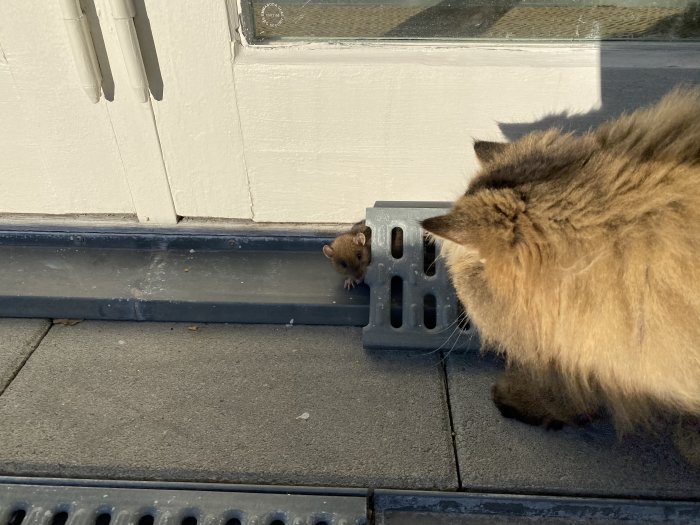 En brun mus framför en husvägg med en lurvig katt som betraktar den åt sidan.