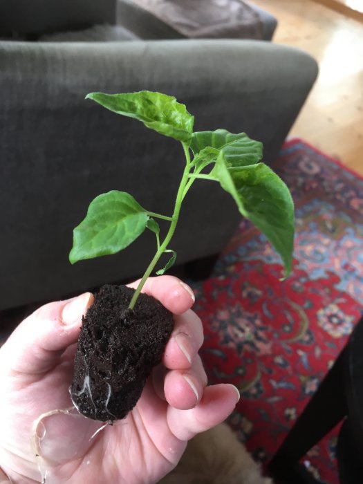 En Dorset Naga planta med synliga rötter och gröna blad, växande i en svampbaserad växtmedium, hållen i en hand.