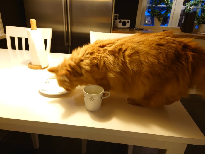 Röd katt nosar på en tallrik vid ett köksbord bredvid en kaffekopp och pappersrulle.